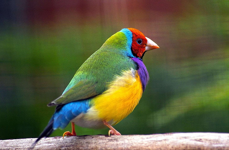 australia, bird, blue, branch, colorful, erythrura gouldiae, exotic, feathers, goulds, gouldian finch, green, lady gouldian, nature, passerine, perched, rainbow, red, wildlife, yellow, HD wallpaper