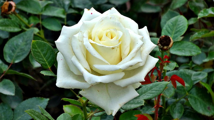 white rose, nature, green, rose, macro, flowers, white flowers, plants, HD wallpaper