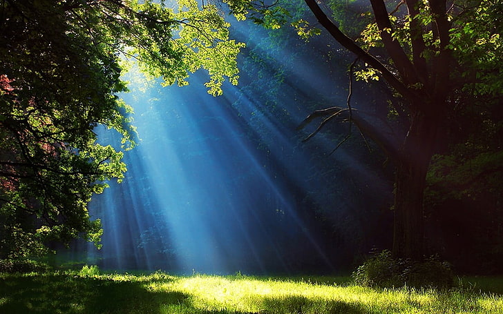 foto de rayos de sol, paisaje, naturaleza, bosque, hierba, rayos de sol, árboles, niebla, azul, verde, Fondo de pantalla HD