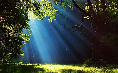 photo of sun rays, landscape, nature, forest, grass, sun rays, trees, mist, blue, green, HD wallpaper HD wallpaper