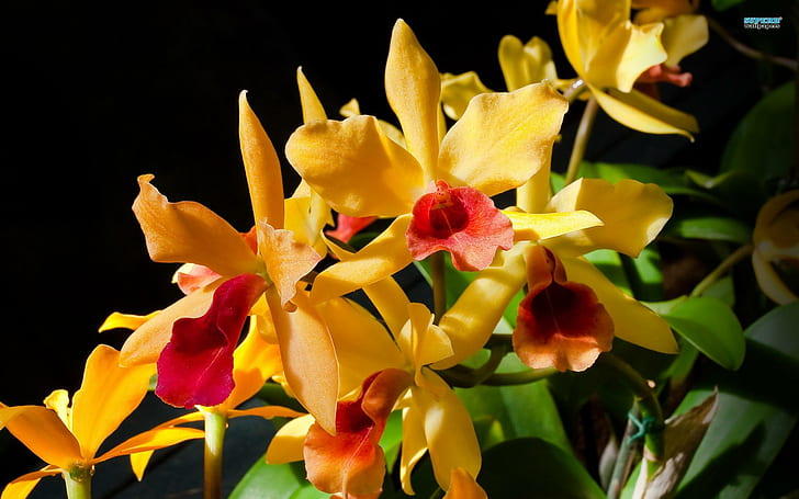 Exquisite Orchideen, Orchideen, exotisch, schön, Blumen, Natur und Landschaften, HD-Hintergrundbild
