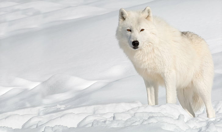 Zwierzę, Wilk, Wilk polarny, Śnieg, Biały Wilk, Dzika przyroda, Zima, drapieżnik (Zwierzę), Tapety HD