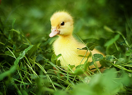 Chick in grass, Nature, Bird, duck, ducks, chicks, chick, grass, green, HD wallpaper HD wallpaper