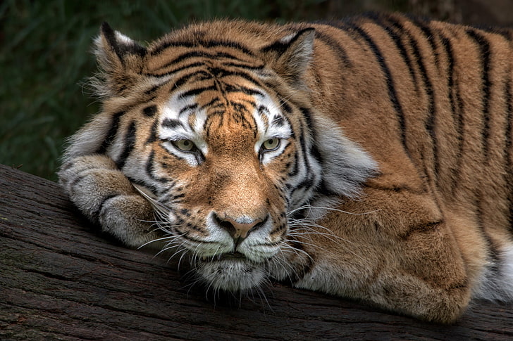 Amur tiger, sibirisk tiger, HD tapet