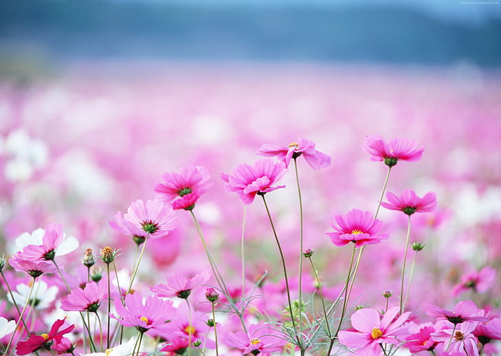Bunga liar, merah muda, HD, 4k, bidang, bunga, Wallpaper HD