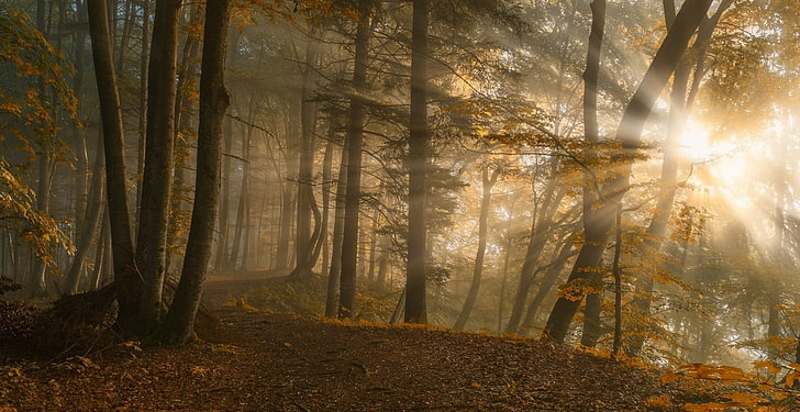 árvores de bordo, luz do sol em toda a floresta, caminho, folhas, outono, raios solares, luz solar, floresta, árvores, natureza, paisagem, HD papel de parede