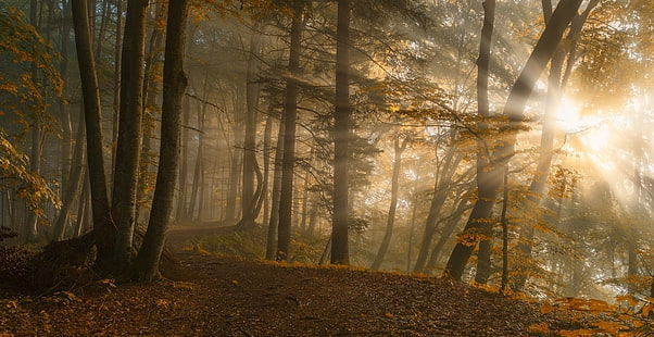 alberi di acero, sole attraverso la foresta, sentiero, foglie, autunno, raggi di sole, luce del sole, foresta, alberi, natura, paesaggio, Sfondo HD HD wallpaper