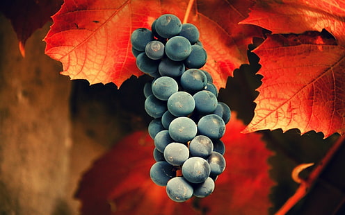 Czarne winogrona, winogrona, liście, owoce, Tapety HD HD wallpaper
