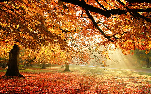 есен красив десктоп, HD тапет HD wallpaper