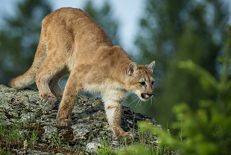 Puma Cougar Mountain Lion Wild Cat Cool, สิงโตภูเขาสีน้ำตาล, แมว, เท่, เสือภูเขา, สิงโต, ภูเขา, เสือพูมา, ป่า, วอลล์เปเปอร์ HD HD wallpaper