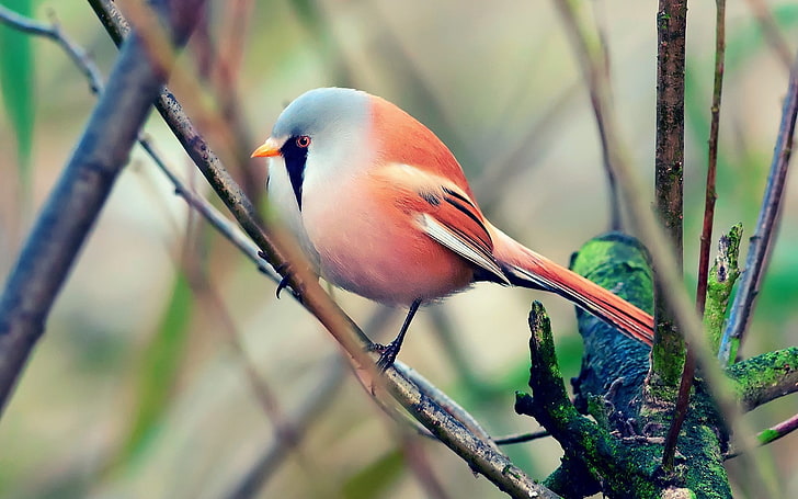 red and blue bird, bird, pretty, sit, color, HD wallpaper