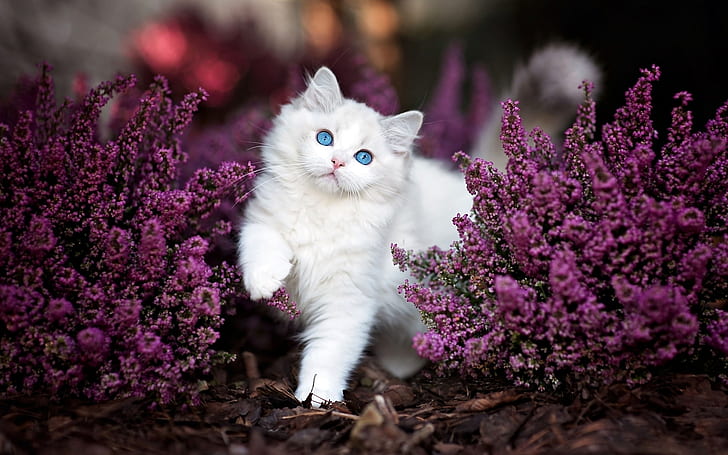 Cats, Cat, Animal, Cute, Flower, Fluffy, Kitten, Purple Flower, HD wallpaper