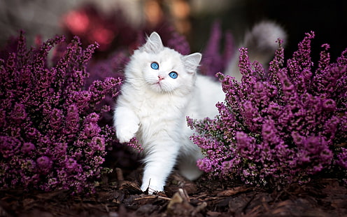 Cats, Cat, Animal, Cute, Flower, Fluffy, Kitten, Purple Flower, HD wallpaper HD wallpaper