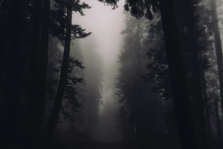 blanco y negro, espeluznante, oscuro, misterioso, niebla, niebla, bosque, naturaleza, silueta, árboles, Fondo de pantalla HD