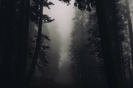 black-and-white, creepy, dark, eerie, Fog, Foggy, Forest, nature, silhouette, trees, HD wallpaper HD wallpaper