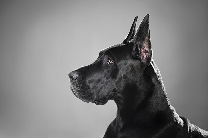 dorosły czarny dog ​​niemiecki, czarny, pies, profil, rasa, dog niemiecki, Tapety HD