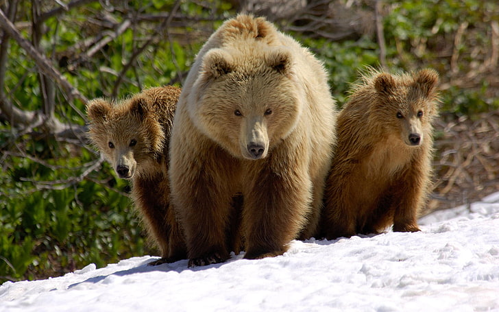 Brown Bears, three brown bears, Animals, Other, amazing animals wallpapers,  HD wallpaper | Wallpaperbetter