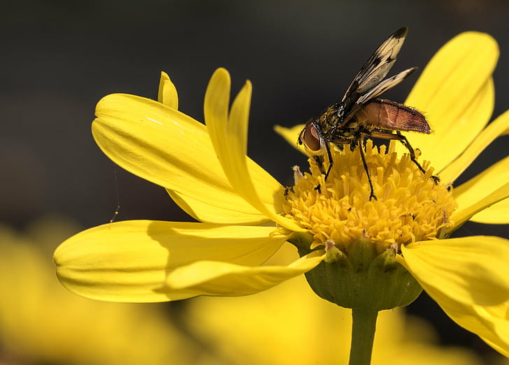 Horsefly кацнал върху жълто клъстерно цвете в снимка отблизо, rubia, mosca, rubia, mosca, Mosca, rubia, Horsefly, жълт, клъстер, цвете, едър план, снимка, primavera, фауна, flores, fotografía, de, fotografia, щрих, flickr, фотография, муха, пролет, насекомо, природа, лято, макро, пчела, животно, растение, HD тапет