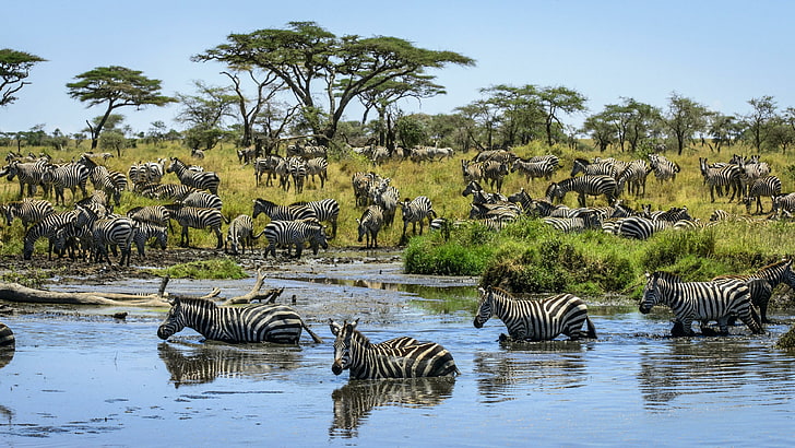 margasatwa, zebra, kawanan, zebra, fauna, afrika, migrasi hewan, sabana, bank, semak belukar, Wallpaper HD