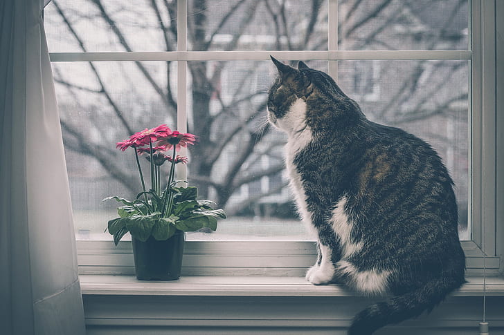 Cat, Windowsill, Flowers, HD wallpaper