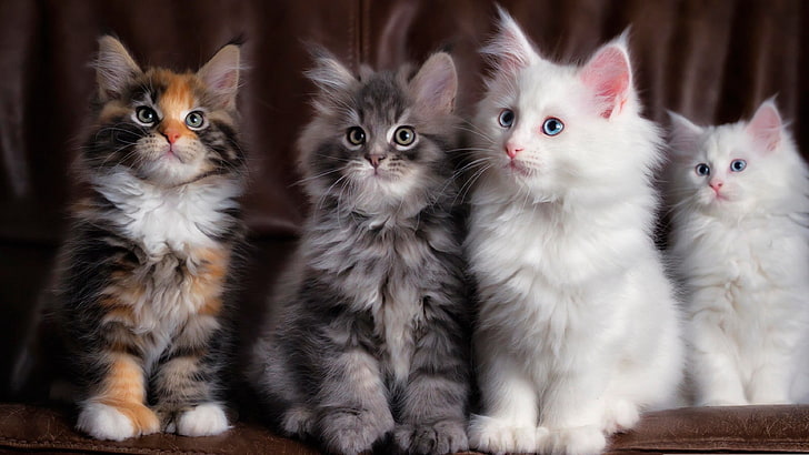 Cute Kittens HD Wallpaper, white and black kittens, Animals, Pets, Kittens  | Wallpaperbetter