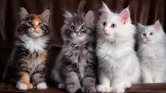 แมวลูกแมวหนวดใบหน้าดวงตาน่ารักสัตว์สัตว์เลี้ยง, วอลล์เปเปอร์ HD HD wallpaper