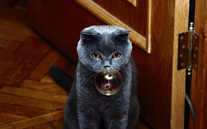 Kot rosyjski niebieski, kot, bańka, kaganiec, tłuszcz, Tapety HD