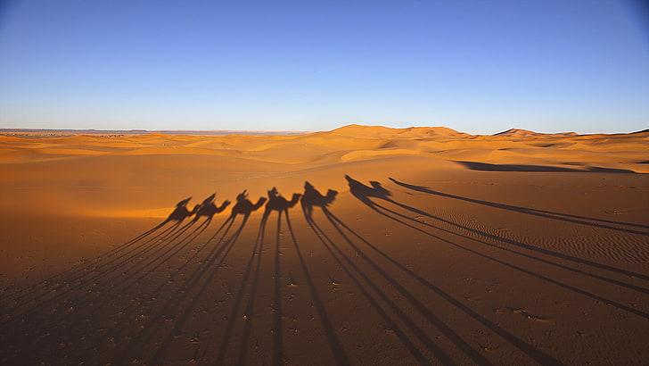 desert, shadows, caravan, HD wallpaper