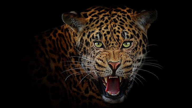 lingua, sguardo, viso, ritratto, predatore, bocca, leopardo, zanne, sorriso, male, giaguaro, sfondo nero, gatto selvatico, Sfondo HD