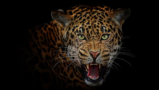  language, look, face, portrait, predator, mouth, leopard, fangs, grin, evil, Jaguar, black background, wild cat, HD wallpaper HD wallpaper