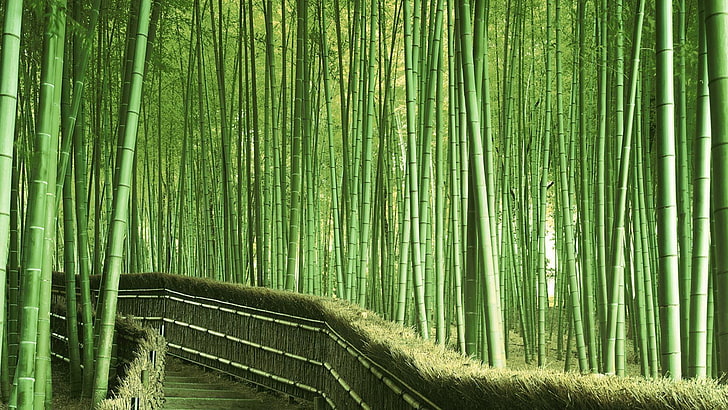 bamboo, bamboo forest, path, HD wallpaper