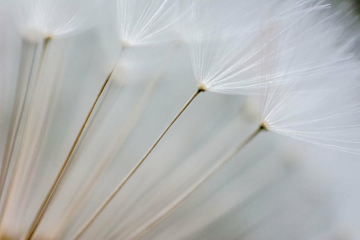 fotografi fokus selektif dari bunga dandelion, fokus selektif, fotografi, dandelion, bunga, filter, close-up, alam, bunga, tanaman, makro, musim panas, benih, Bunga tunggal, keindahan Di Alam, Wallpaper HD