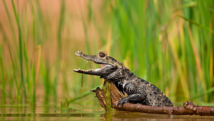Reptilien, Tierbabys, Krokodile, Zweige, HD-Hintergrundbild