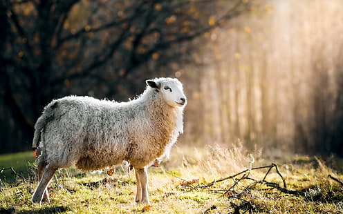 animals, sheep, sunlight, grass, nature, baby, HD wallpaper HD wallpaper