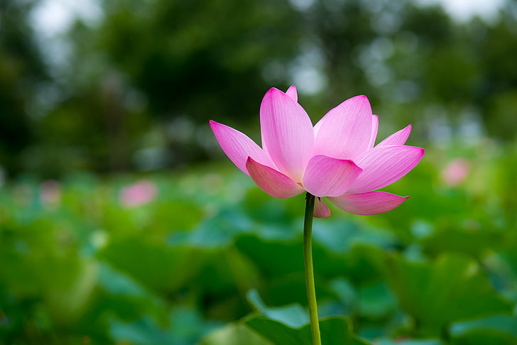 pink lotus flower, flower, macro, pink, focus, petals, Lotus, HD wallpaper