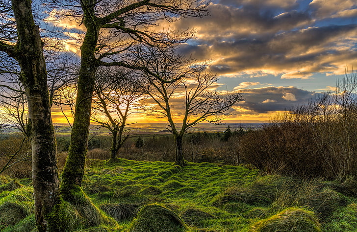 the sky, grass, clouds, trees, sunset, branches, dawn, field, moss, horizon, UK, the bushes, Northern Ireland, HD wallpaper