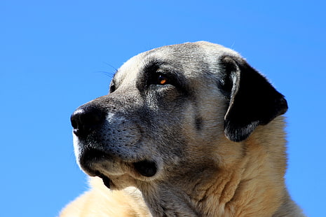 cane bianco a pelo corto, kangal, cane, museruola, Sfondo HD HD wallpaper