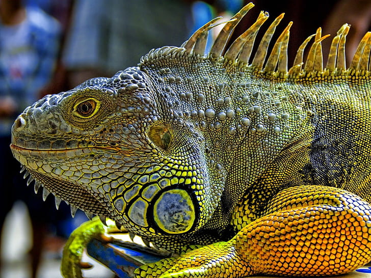 hewan, alam, margasatwa, reptil, iguana, Wallpaper HD