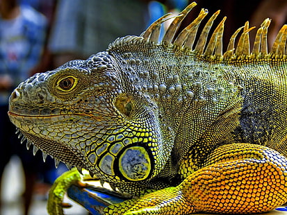 hewan, alam, margasatwa, reptil, iguana, Wallpaper HD HD wallpaper