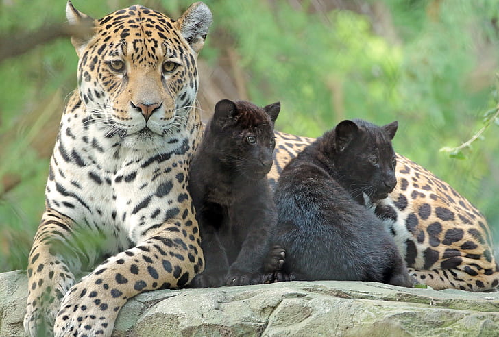 animales, familia, niños, cuidado, mamá, zoológico, jaguares, Fondo de pantalla HD