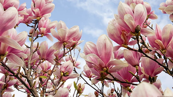 magnolia, drzewo magnolii, kwiat, kwitnący, bloomy, piękny, wiosenny, Tapety HD HD wallpaper
