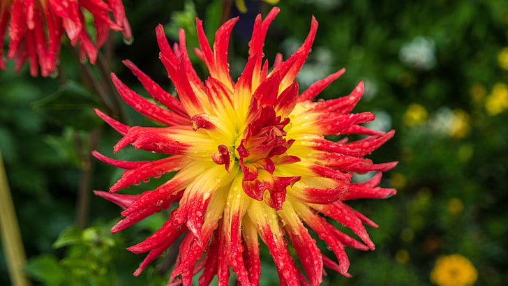 Blume, Flora, Pflanze, Nahaufnahme, rote Blume, Dahlie, Blütenblatt, 5k uhd, 5k, HD-Hintergrundbild