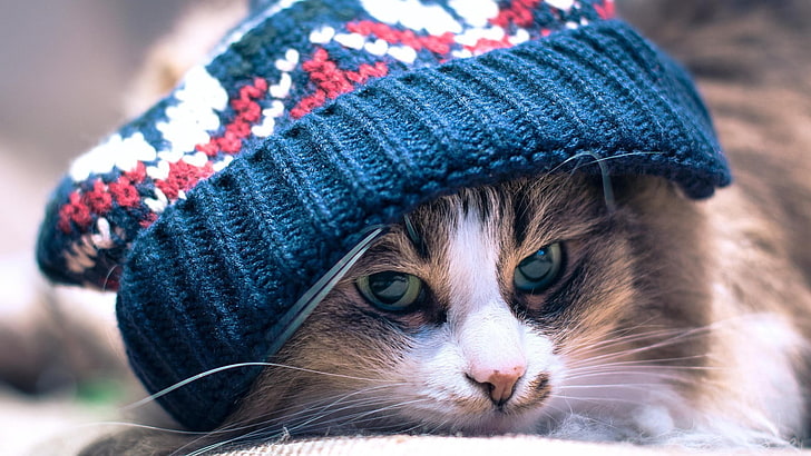 topi rajutan biru dan merah muda, kucing, hewan, topi wol, makro, kedalaman bidang, kumis, Wallpaper HD
