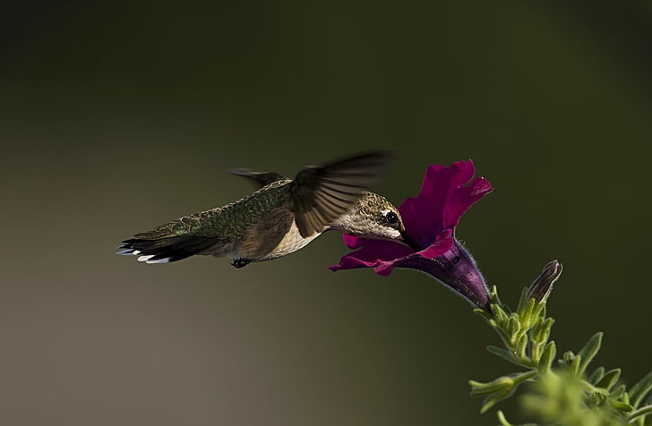 brown and gray hummingbird, macro, bird, hummingbird, flower, petunia, HD wallpaper