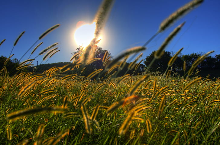 зелена тревна площ по време на залез, трева, слънце, трева зелена, зелена трева, поле, залез, небе, дървета, есен, есен, канон, HDR, слънчево, природа, трева, на открито, лято, слънчева светлина, HD тапет