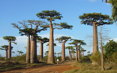 Afryka, drzewa, baobaby, przyroda, Tapety HD HD wallpaper