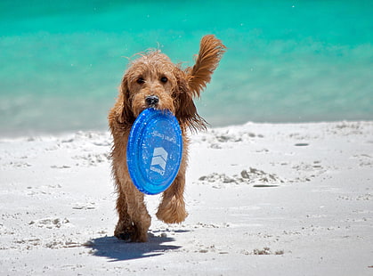 Playing Fetch, long-coated brown dog, Animals, Pets, summer, nature, beautiful, frisbee, animal, photography, beach, frenchmans bay, albany, spoodle, cockapoo, summertime, fetch, playing, HD wallpaper HD wallpaper