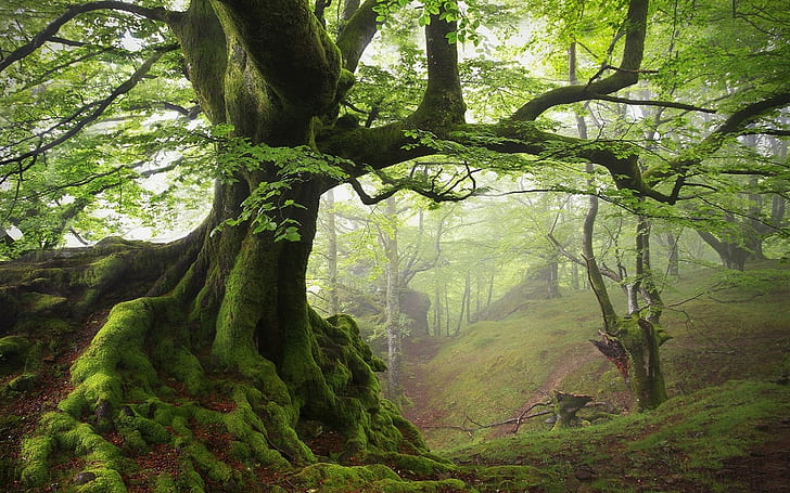 green, roots, forest, landscape, mist, hills, moss, spring, trees, nature, HD wallpaper