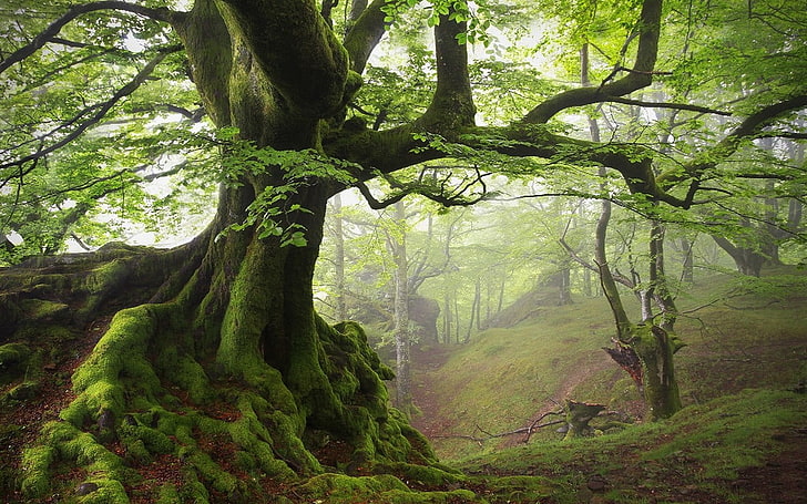 green leafed tree, landscape, nature, moss, spring, forest, mist, trees, roots, hills, green, HD wallpaper