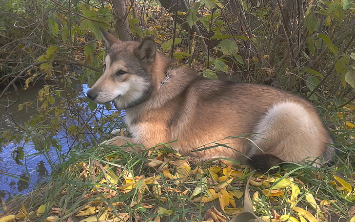 kahverengi ve beyaz kurt, alaskan köpeği, malamute, yaprakları, çimen, HD masaüstü duvar kağıdı